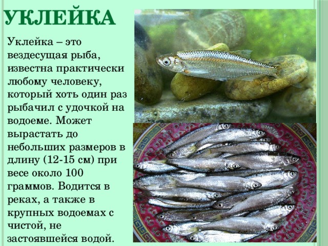 Уклейка Уклейка – это вездесущая рыба, известна практически любому человеку, который хоть один раз рыбачил с удочкой на водоеме. Может вырастать до небольших размеров в длину (12-15 см) при весе около 100 граммов. Водится в реках, а также в крупных водоемах с чистой, не застоявшейся водой. 