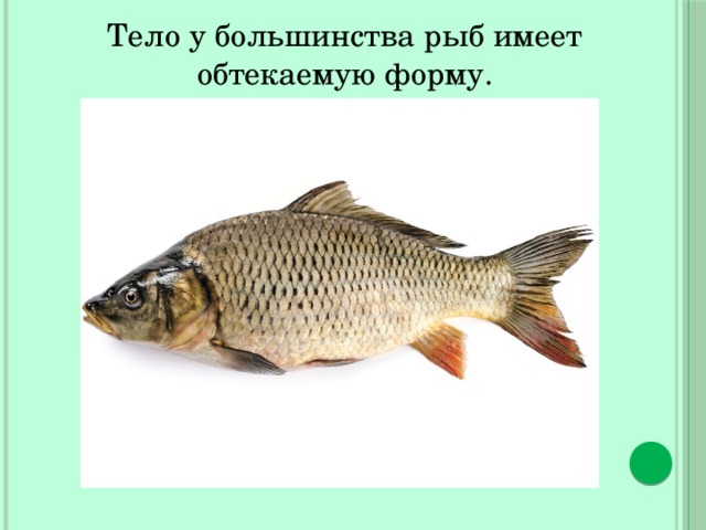 Тело у большинства рыб имеет обтекаемую форму. 