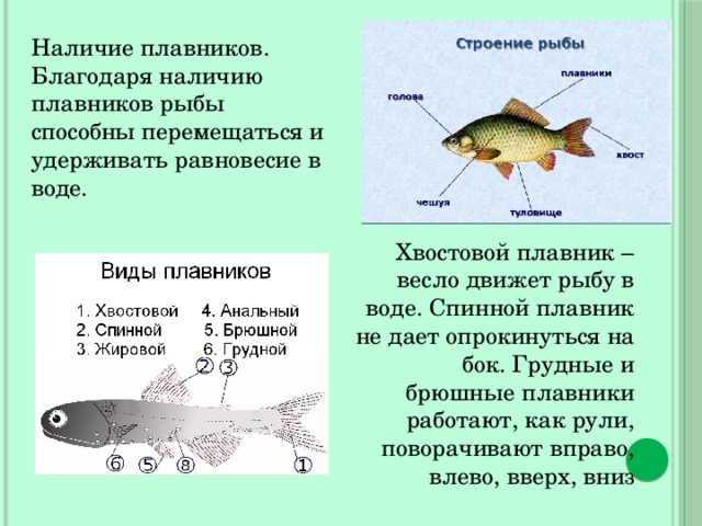Строение плавников рыб. Грудные плавники рыб функция.