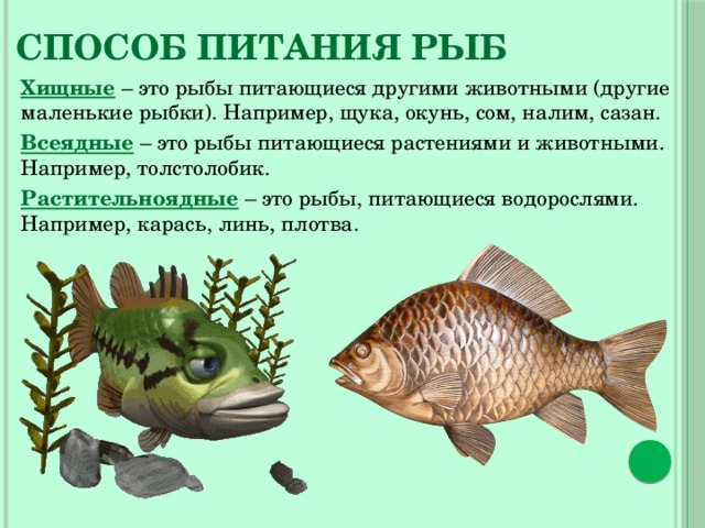 Способ питания рыб Хищные – это рыбы питающиеся другими животными (другие маленькие рыбки). Например, щука, окунь, сом, налим, сазан. Всеядные – это рыбы питающиеся растениями и животными. Например, толстолобик. Растительноядные – это рыбы, питающиеся водорослями. Например, карась, линь, плотва. 