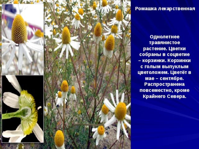 Ромашка лекарственная  Однолетнее травянистое растение. Цветки собраны в соцветие – корзинки. Корзинки с голым выпуклым цветоложем. Цветёт в мае – сентябре. Распространена повсеместно, кроме Крайнего Севера.