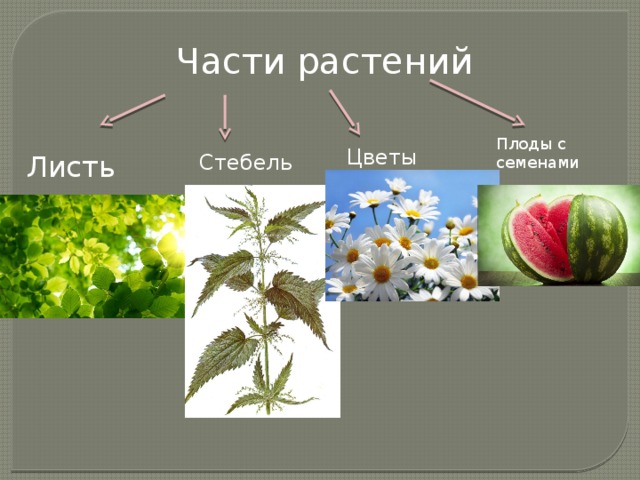 Части растений Плоды с семенами Цветы Листья Стебель 