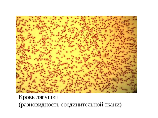 Кровь лягушки  (разновидность соединительной ткани) 