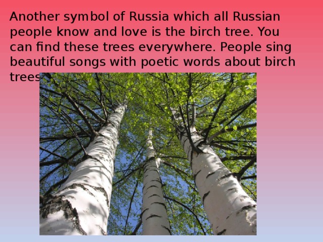 Another symbol of Russia which all Russian people know and love is the birch tree. You can find these trees everywhere. People sing beautiful songs with poetic words about birch trees. 