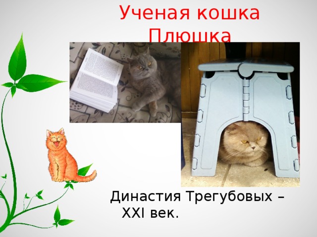 Ученая кошка Плюшка Династия Трегубовых – XXI век. 