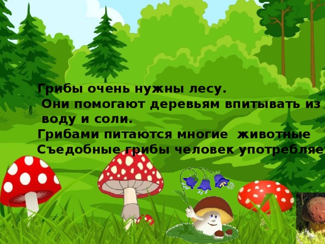 Грибы очень нужны лесу.  Они помогают деревьям впитывать из почвы  воду и соли. Грибами питаются многие животные Съедобные грибы человек употребляет в пищу 