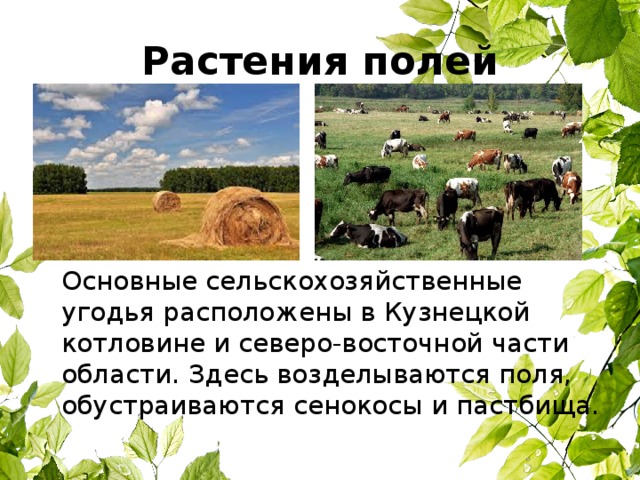 Растения полей  Основные сельскохозяйственные угодья расположены в Кузнецкой котловине и северо-восточной части области. Здесь возделываются поля, обустраиваются сенокосы и пастбища. 