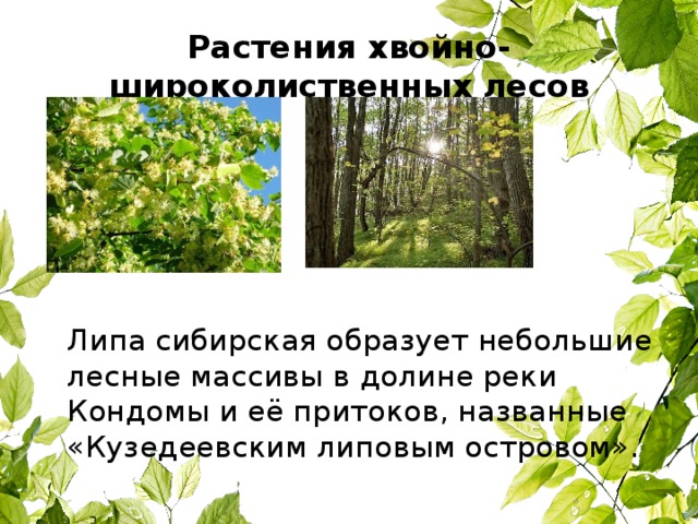Растения хвойно-широколиственных лесов  Липа сибирская образует небольшие лесные массивы в долине реки Кондомы и её притоков, названные «Кузедеевским липовым островом». 