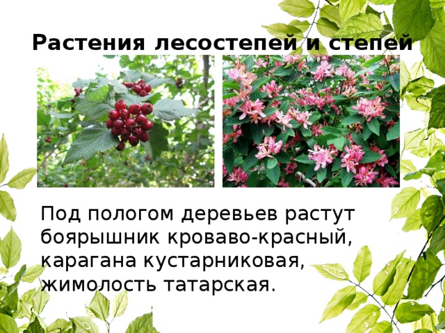 Растения лесостепей и степей  Под пологом деревьев растут боярышник кроваво-красный, карагана кустарниковая, жимолость татарская. 