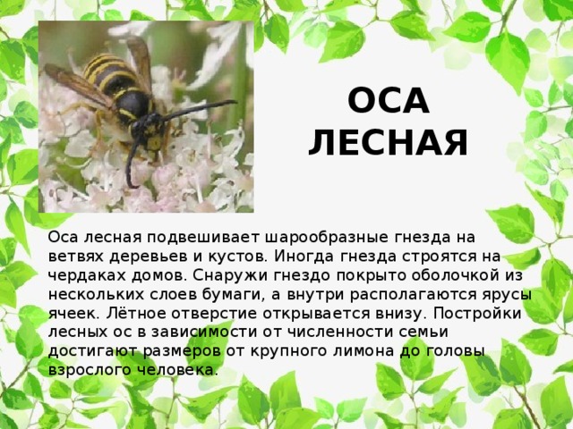 Описание ос