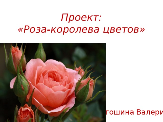 Проект:  «Роза-королева цветов» Егошина Валерия 