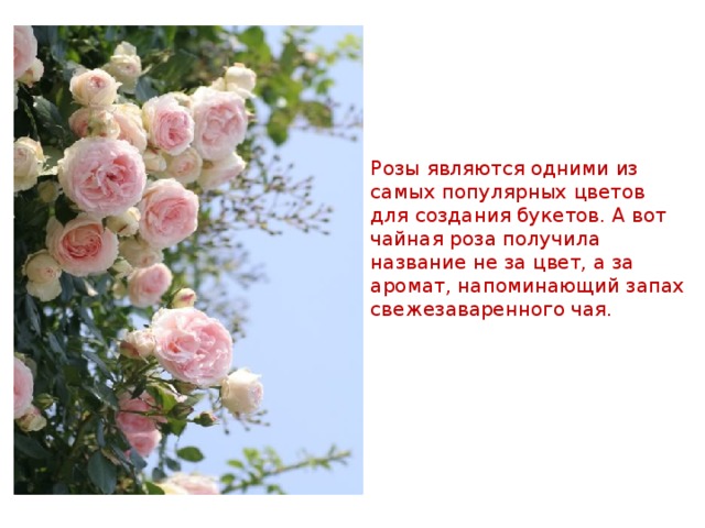 Розы являются одними из самых популярных цветов для создания букетов. А вот чайная роза получила название не за цвет, а за аромат, напоминающий запах свежезаваренного чая. 