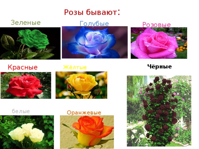 Какие виды роз бывают фото с названиями и описанием