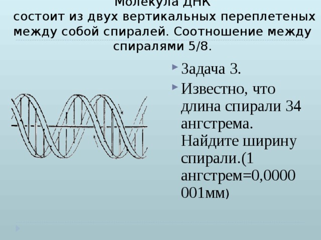 Молекула ДНК  состоит из двух вертикальных переплетеных между собой спиралей. Соотношение между спиралями 5/8. Задача 3. Известно, что длина спирали 34 ангстрема. Найдите ширину спирали.(1 ангстрем=0,0000001мм ) 