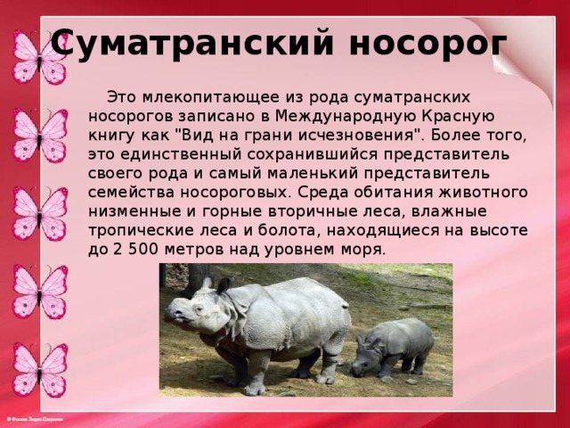 Суматранский носорог  Это млекопитающее из рода суматранских носорогов записано в Международную Красную книгу как 
