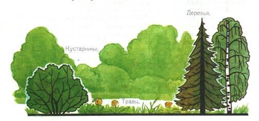 Рисунок тайги смешанный и широколиственный лес 4. Тайга смешанный лес широколиственный лес 4 класс. Рисунок Тайга смешанный и широколиственный лес. Смешанный лес рисунок. Смешанный лес рисунок 4 класс.