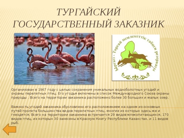 ТУРГАЙСКИЙ ГОСУДАРСТВЕННЫЙ ЗАКАЗНИК   Организован в 1967 году с целью сохранения уникальных водноболотных угодий и охраны перелетных птиц. Его угодья включены в список Международного Союза охраны природы . Всего на территории заказника расположено более 30 больших и малых озер.  Важность угодий заказника обусловлено его расположением на одном из основных путей пролета большинства видов перелетных птиц, многие из которых здесь же и гнездятся. Всего на территории заказника встречается 29 видов млекопитающихся, 170 видов птиц, из которых 30 занесены в Красную Книгу Республики Казахстан, и 11 видов рыб. 
