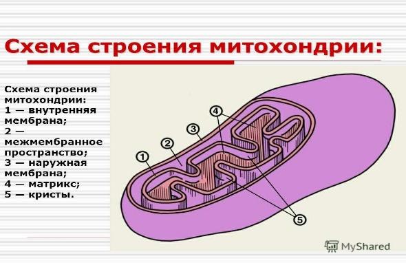 К двумембранным органоидам относятся