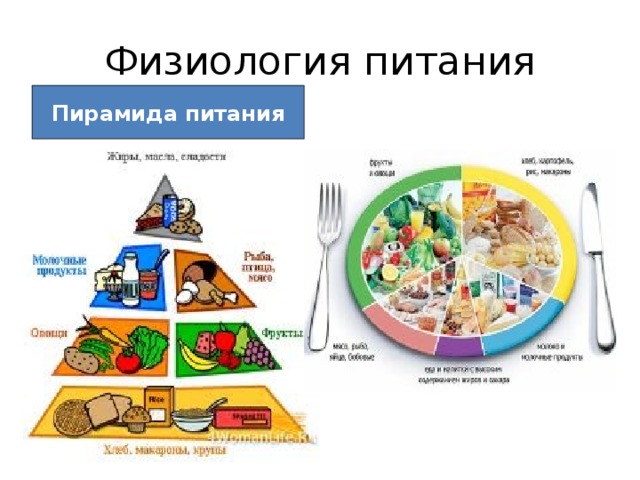 Физиология питания Пирамида питания 