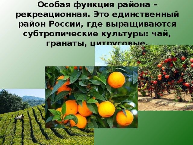 Особая функция района – рекреационная. Это единственный район России, где выращиваются субтропические культуры: чай, гранаты, цитрусовые. 