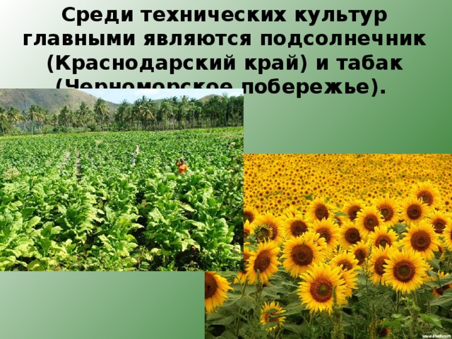 Среди технических культур главными являются подсолнечник (Краснодарский край) и табак (Черноморское побережье). 