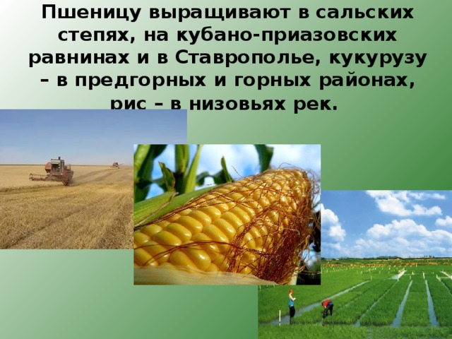 Пшеницу выращивают в сальских степях, на кубано-приазовских равнинах и в Ставрополье, кукурузу – в предгорных и горных районах, рис – в низовьях рек.  