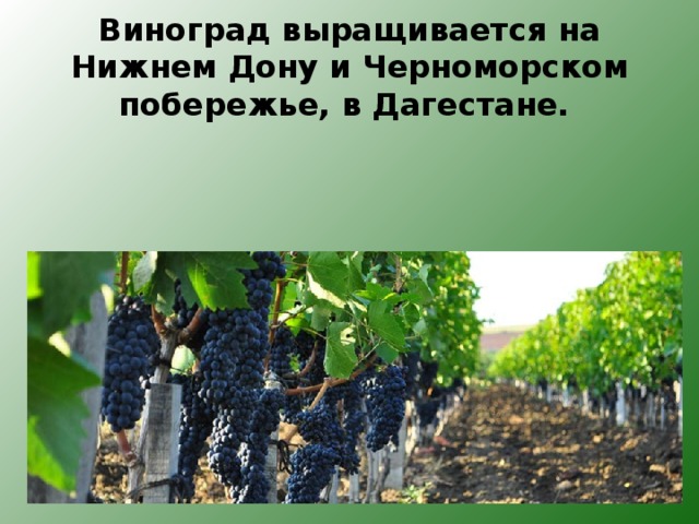 Виноград выращивается на Нижнем Дону и Черноморском побережье, в Дагестане. 