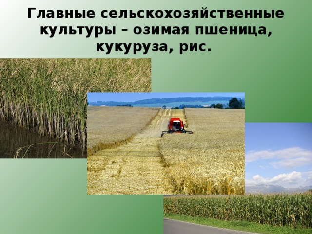 Главные сельскохозяйственные культуры – озимая пшеница, кукуруза, рис. 