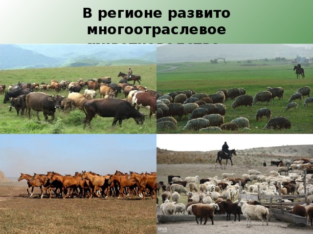 В регионе развито многоотраслевое животноводство. 