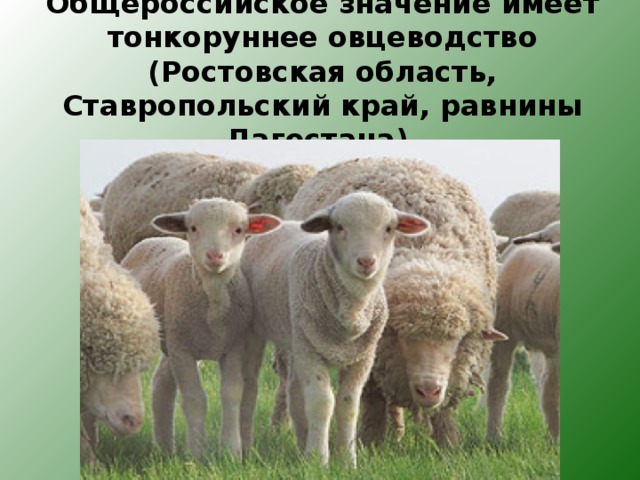 Общероссийское значение имеет тонкоруннее овцеводство (Ростовская область, Ставропольский край, равнины Дагестана). 