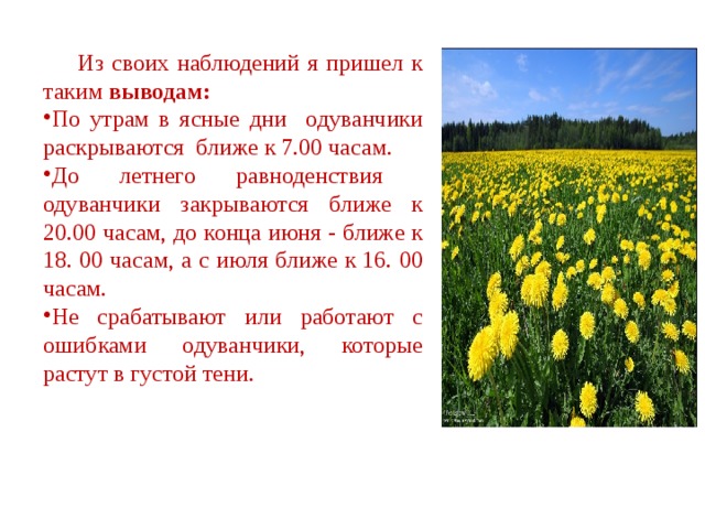 Если днем одуванчики закрылись. Вывод одуванчика. Наблюдение за одуванчиком. Наблюдение за одуванчиком 2 класс. Наблюдение как растёт одуванчик.