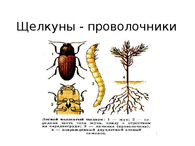 Стадии развития проволочника в картинках