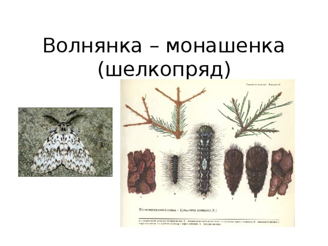 На рисунке показан график изменения численности зимующих личинок сибирского шелкопряда