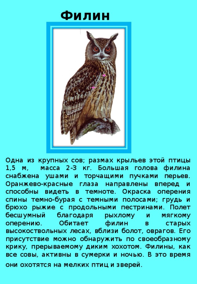 Внешний вид ежа обыкновенного. Сердце ежа. Во сколько раз филин больше ежа. Во сколько раз филин больше ежа. Совушка сова большая голова текст.