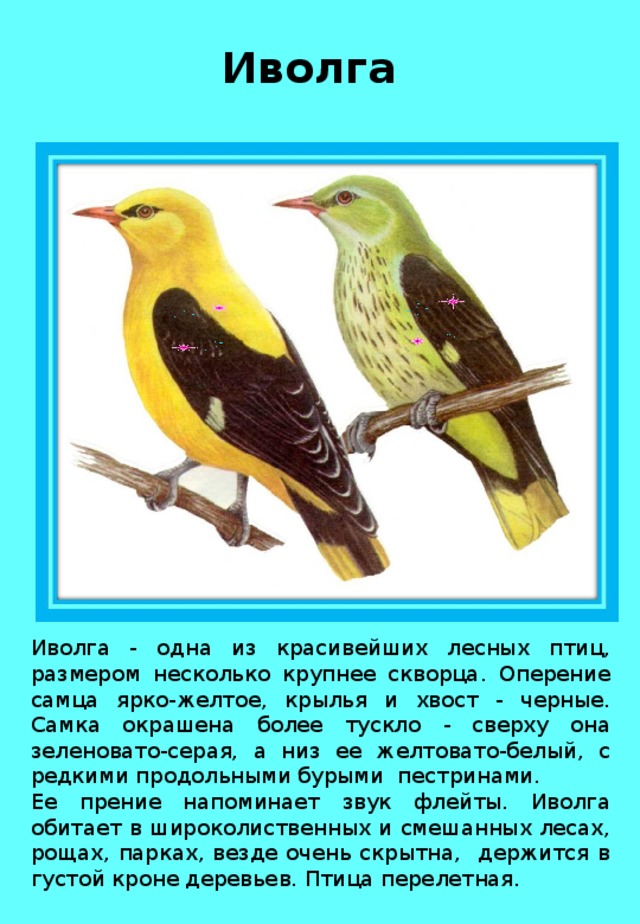 Иволга перелетная. Иволга птица описание. Иволга Перелетная птица или нет. Сообщение о Иволге.