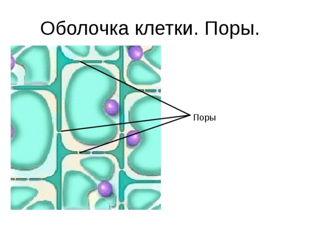 Оболочка клетки. Поры. Поры 