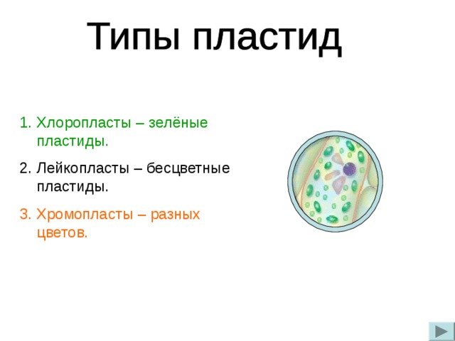 Хлоропласты – зелёные пластиды. Лейкопласты – бесцветные пластиды. Хромопласты – разных цветов. 