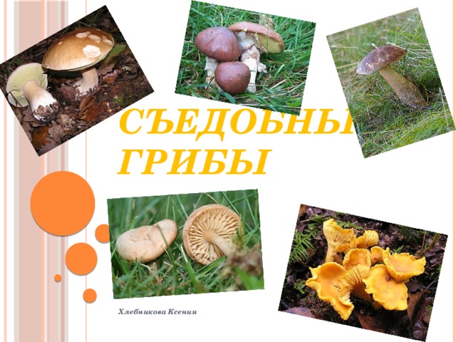 Съедобные грибы    Хлебникова Ксения  