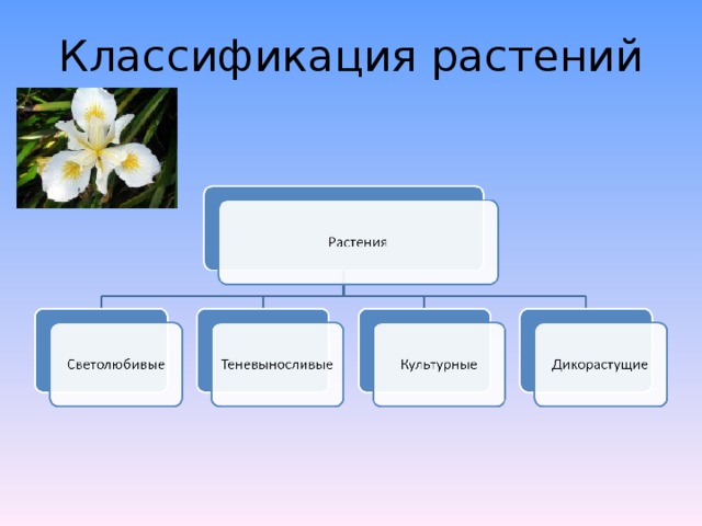 Классификация растений 