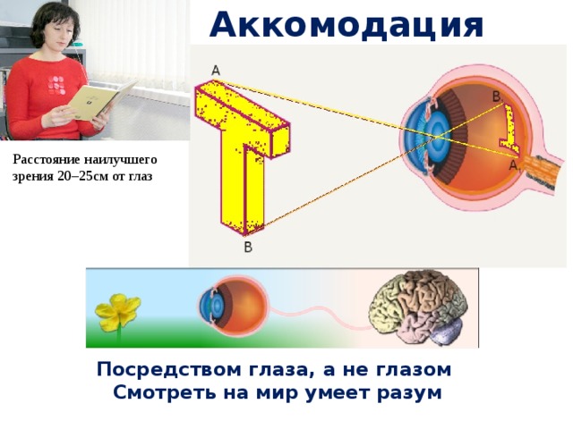 Доклад по физике на тему зрение. Глаз физика. Аккомодация расстояние наилучшего зрения. Зрение физика. Зрение с точки зрения физики.