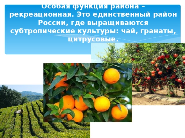 Особая функция района – рекреационная. Это единственный район России, где выращиваются субтропические культуры: чай, гранаты, цитрусовые. 