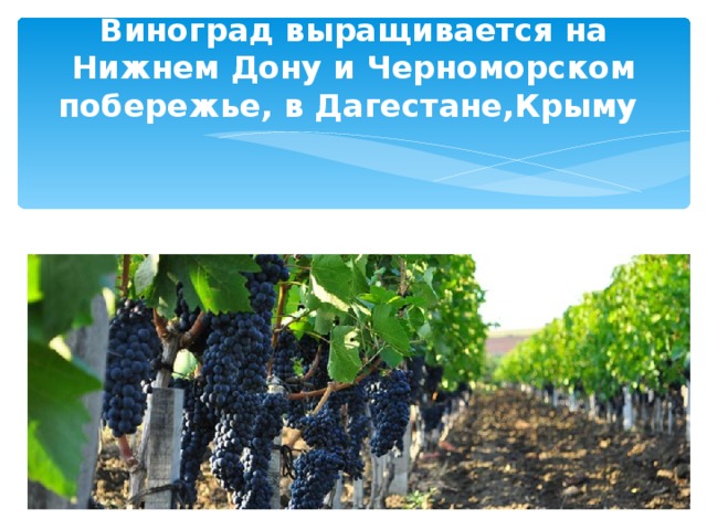 Виноград выращивается на Нижнем Дону и Черноморском побережье, в Дагестане,Крыму 