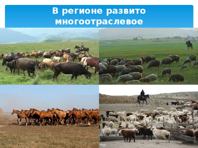 В регионе развито многоотраслевое животноводство. 