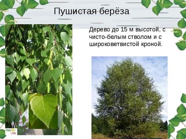 Береза пушистая класс. Береза пушистая Betula pubescens. Береза пушистая пирамидальная. Береза пушистая высота. Береза опушенная.