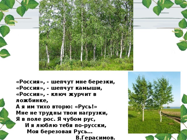 Где растет береза в какой природной зоне. Россия шепчут мне Березки. Где не растет береза в России. Россия шепчут камыши. Стихи о березах России.