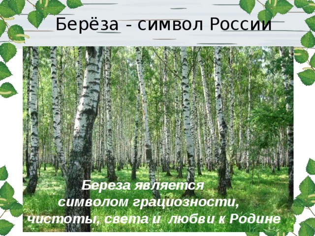 Презентация береза символ россии для дошкольников