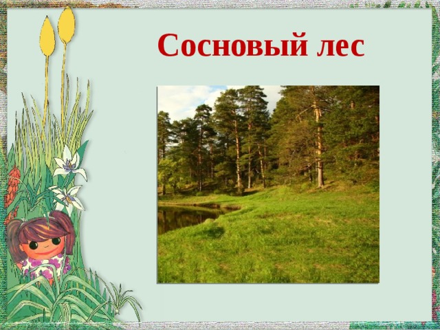 Сосновый лес 