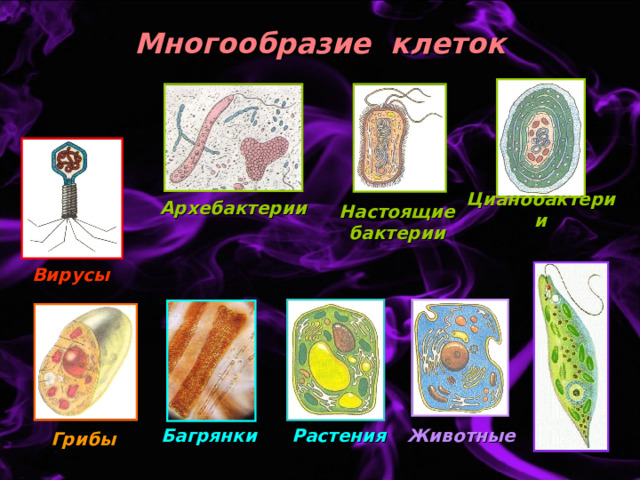 Многообразие клеток Настоящие бактерии Архебактерии Цианобактерии Вирусы Растения Животные Багрянки Грибы 