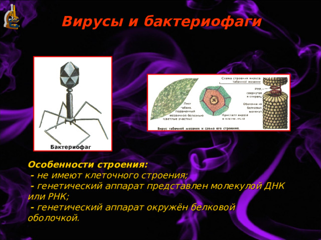 Вирусы и бактериофаги Бактериофаг Особенности строения:   - не имеют клеточного строения;   - генетический аппарат представлен молекулой ДНК или РНК;   - генетический аппарат окружён белковой оболочкой. 