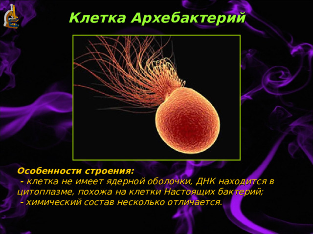 Клетка Архебактерий Особенности строения:  - клетка не имеет ядерной оболочки, ДНК находится в цитоплазме, похожа на клетки Настоящих бактерий;   - химический состав несколько отличается. 